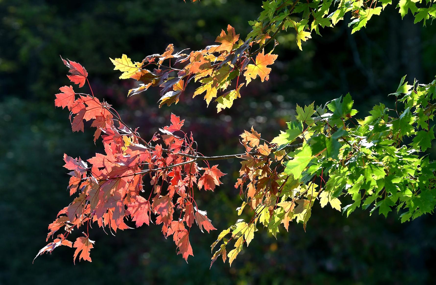 Fall color progress 3